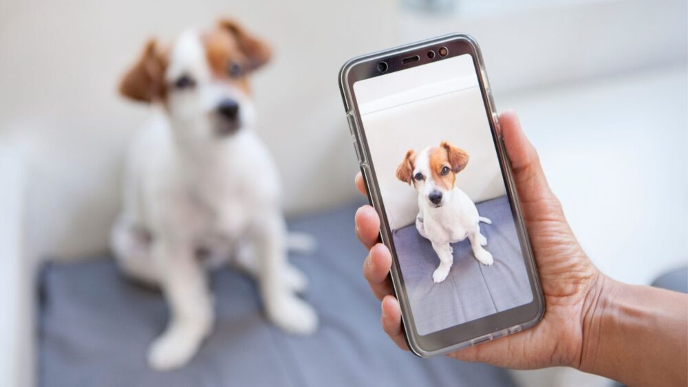 finding and preserving your favorite photos