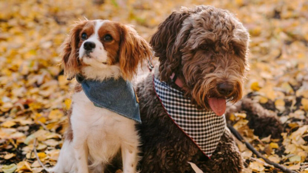 fall traditions